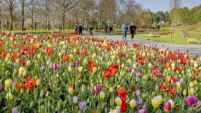 Keukenhof